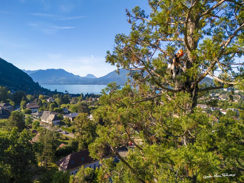 Frelon asiatique au Petit-Port