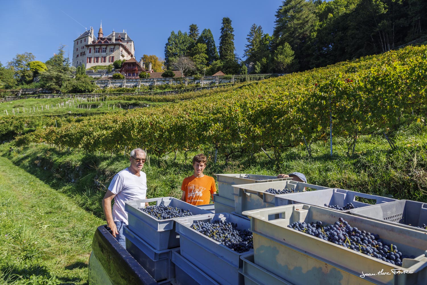 Vendanges 2025 Menthon St Bernard