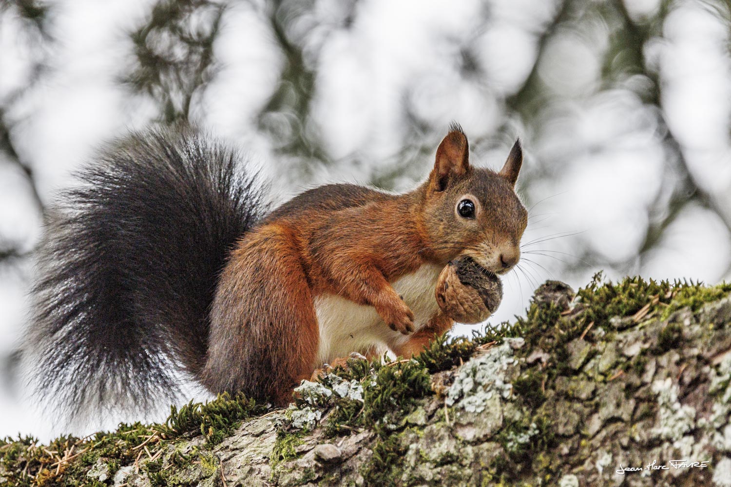 Animaux de l'automne