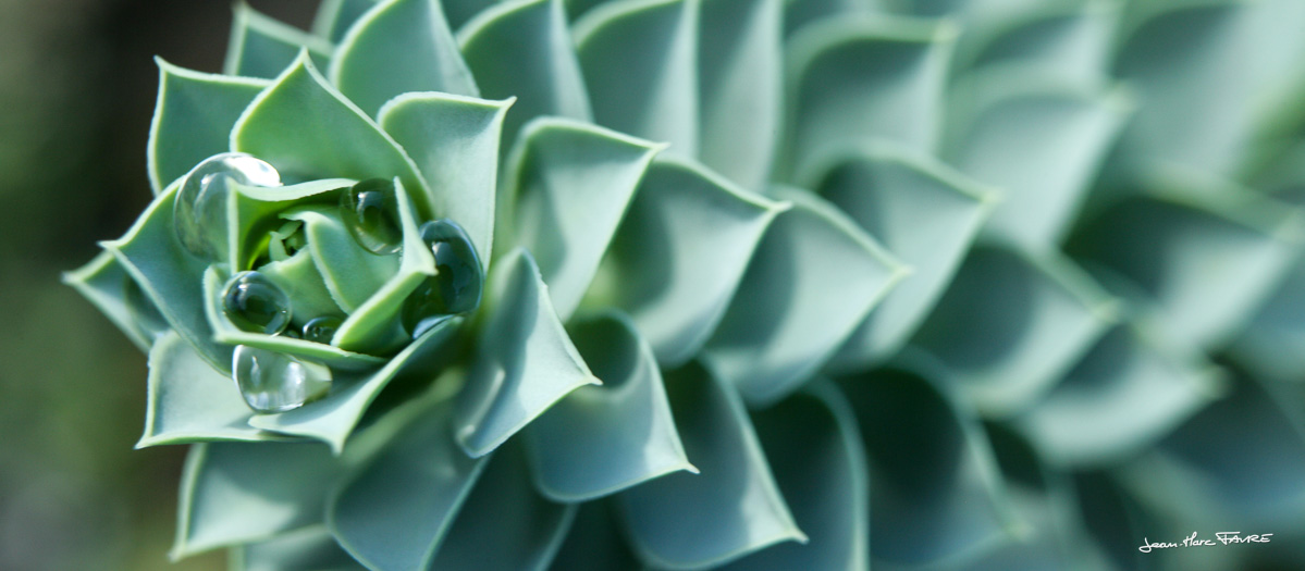 Photographie professionnelle par Jean-Marc Favre